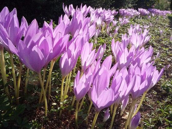 Colchicum autumnale- rudens vēlziede